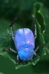Hoplia coerulea