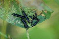 Agelastica alni