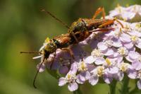 Stenopterus rufus