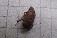 Serica brunnea