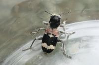 Clerus mutillarius