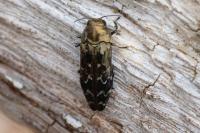 Coraebus undatus