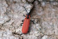 Lygistopterus sanguineus