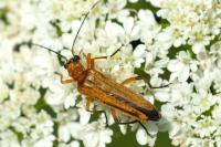 Oedemera podagrariae