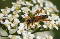 Stenopterus rufus