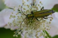 Oedemera nobilis