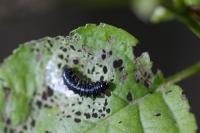 Agelastica alni