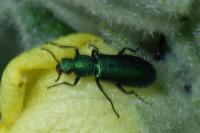 Psilothrix viridicoerulea