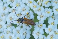 Pseudovadonia livida