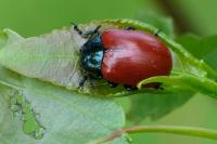 Chrysomela populi