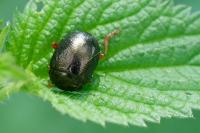 Chrysolina bankii