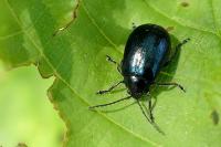Agelastica alni
