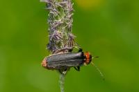 Cantharis fusca