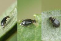 Hypebaeus albifrons