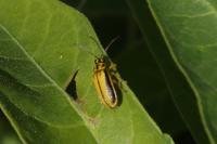 Xanthogaleruca luteola