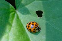 Harmonia axyridis