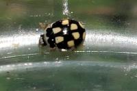 Propylea quatuordecimpunctata