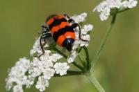Trichodes apiarius