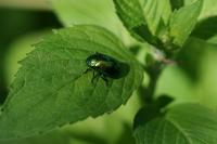 Chrysolina herbacea