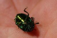 Chrysolina herbacea