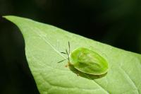 Cassida viridis