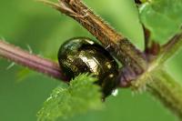 Chrysolina bankii