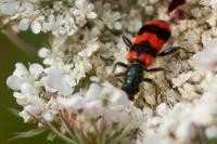 Trichodes apiarius