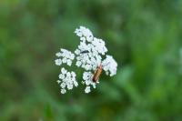 Rhagonycha fulva