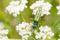 Oedemera nobilis
