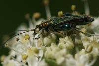Oedemera nobilis