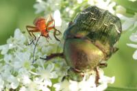 Cetonia aurata