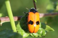 Clytra laeviuscula