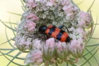 Trichodes apiarius