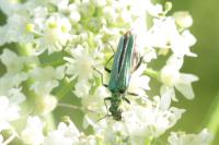 Oedemera nobilis