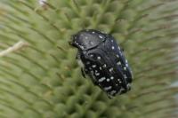Oxythyrea funesta