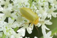 Cteniopus sulphureus