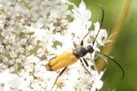 Stictoleptura fulva