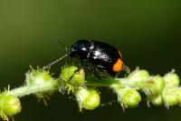 Cryptocephalus biguttatus