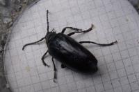 Prionus coriarius