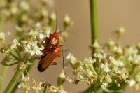 Rhagonycha fulva