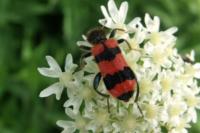 Trichodes apiarius