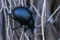 Timarcha tenebricosa