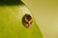 Nephus quadrimaculatus
