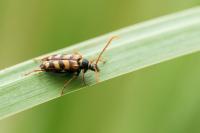 Leptura aurulenta