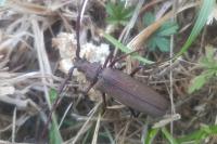 Aegosoma scabricorne