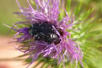 Oxythyrea funesta