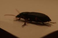 Pseudoophonus