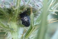 Oxythyrea funesta