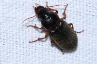 Pseudoophonus rufipes