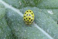 Psyllobora vigintiduopunctata